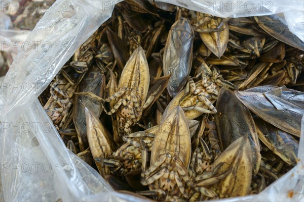 Giant water bugs