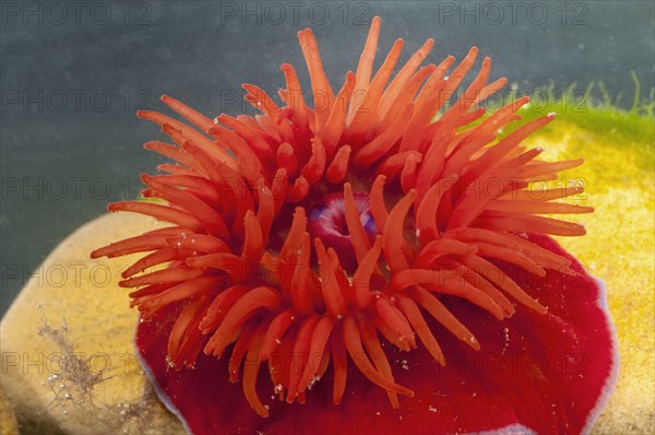 Beadlet anemone