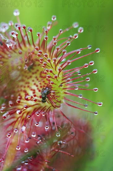 Round-leaved Sundew