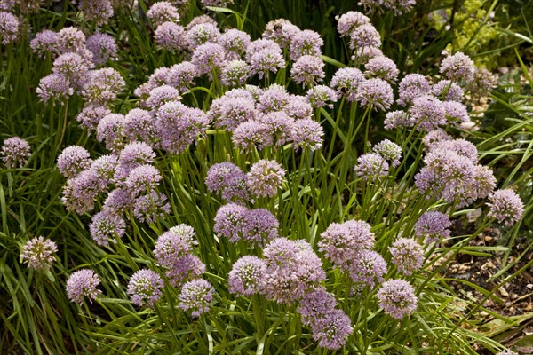 Flowering mouse garlic