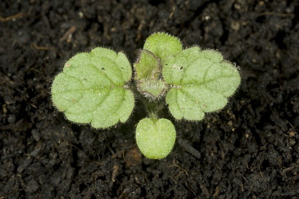 Hedge woundwort