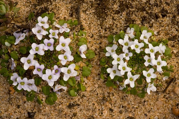 Flowering False Diamond Flower