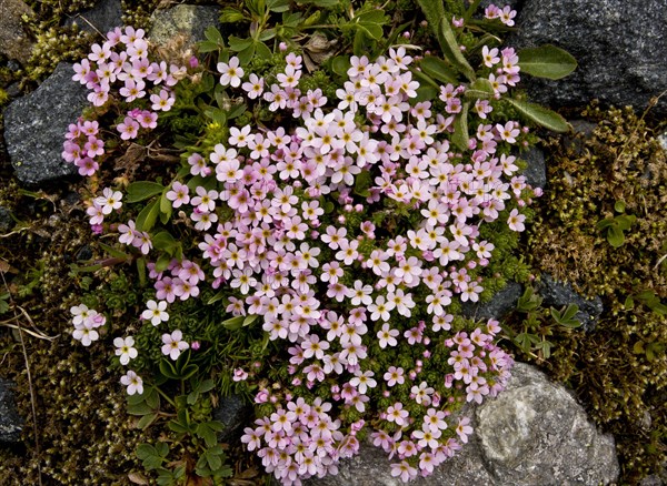 Alpine Rock-jasmine