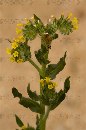 Rigid Fiddleneck