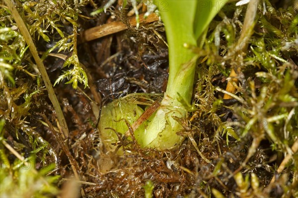 Fen Orchid