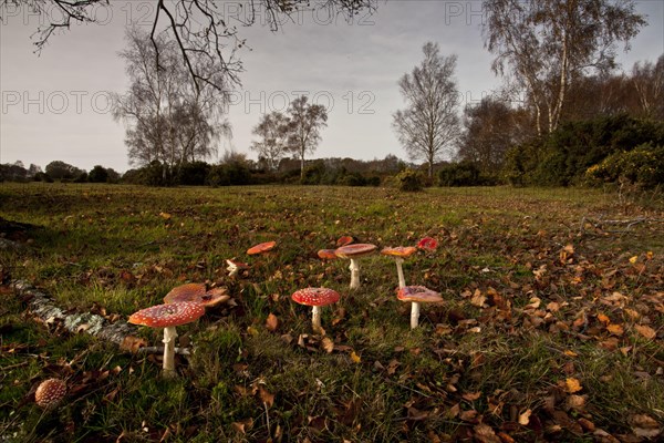 Fly agaric