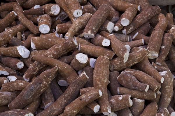 Cassava