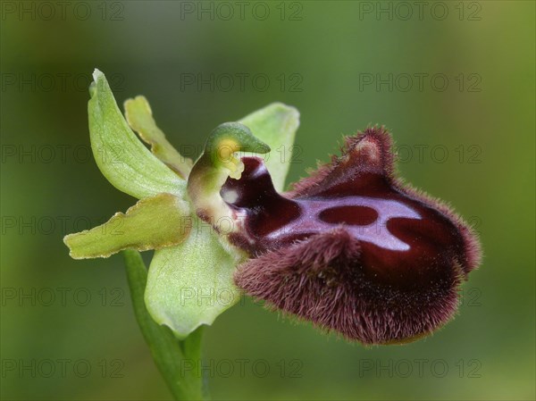 Black black ophrys