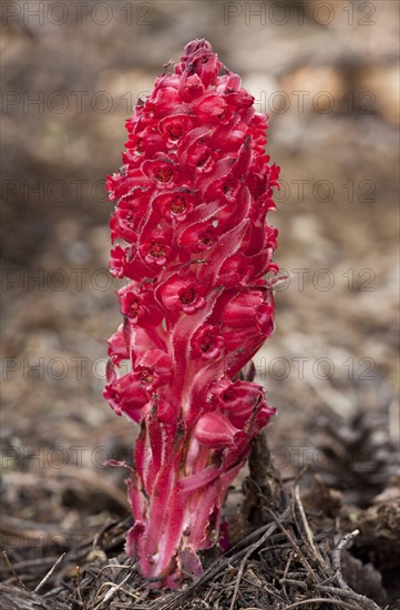 Snow Plant