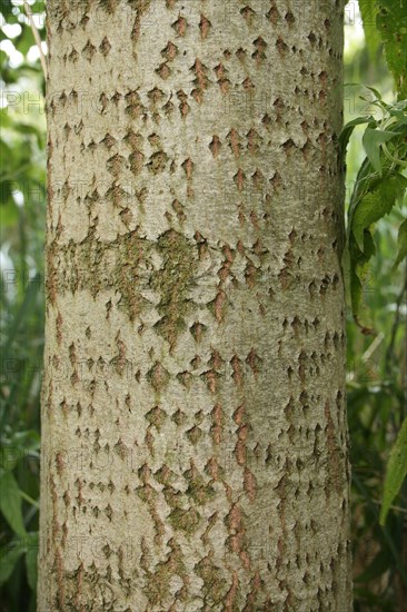 European common aspen