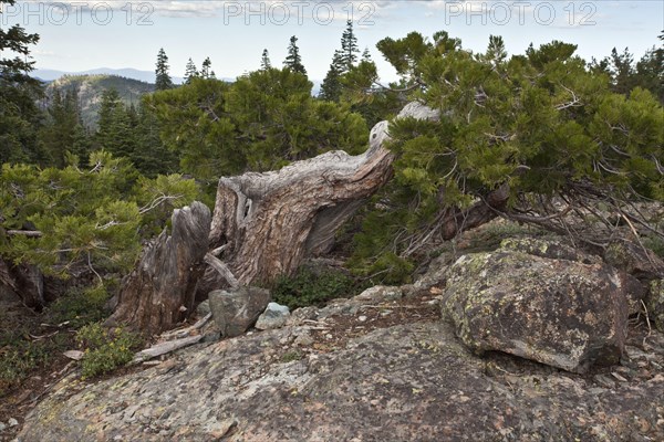 California incense cedar