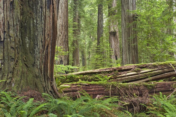 Coastal redwood