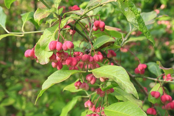 Euonymus europa