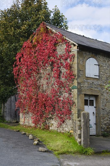 Autumn colouring of the leaves of Virginia virginia creeper