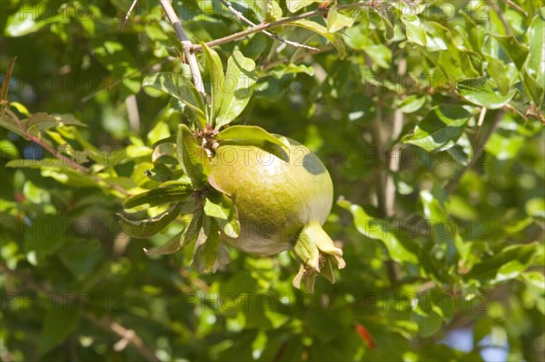 Pomegranate