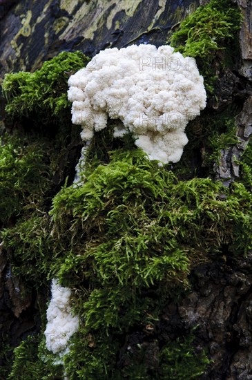 False Puffball