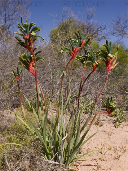 Red-and-green Kangaroo Paw