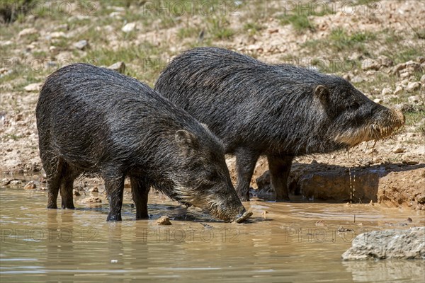 Two white-lipped peccary