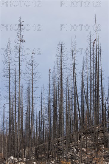 Charred logs burnt by forest fire