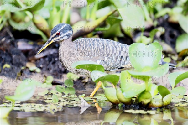 Sunbittern