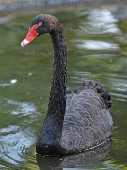 Mourning Swan