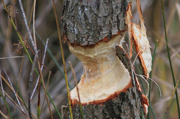 Beaver damage to willow