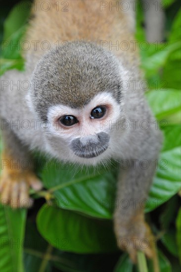 Common squirrel monkey