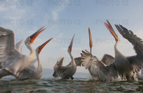 Dalmatian Pelicans