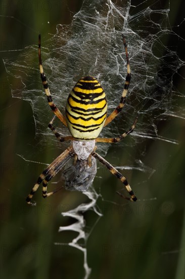 Wasp spider