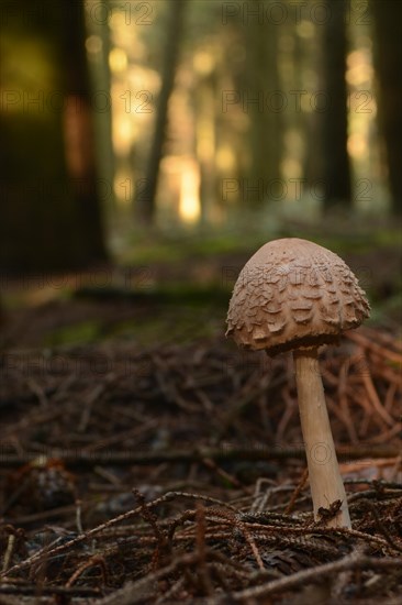 Common saffron parasol