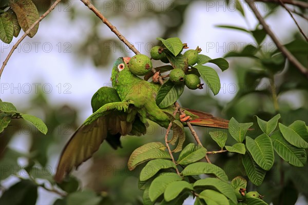 Sharp-tailed Parakeet