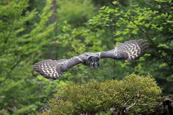 Great Grey Owl