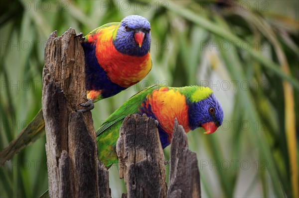 Coconut lorikeet