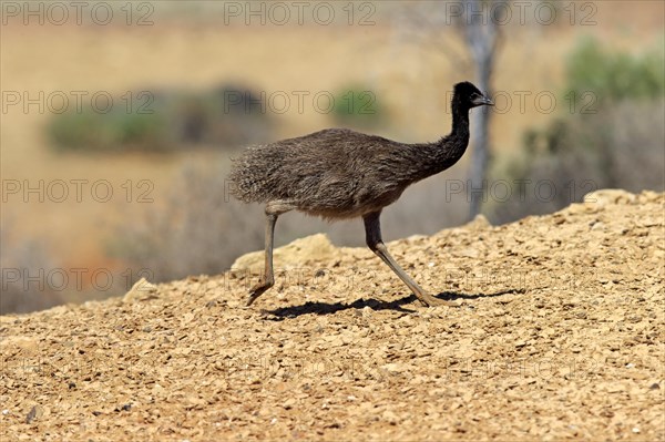 Emu