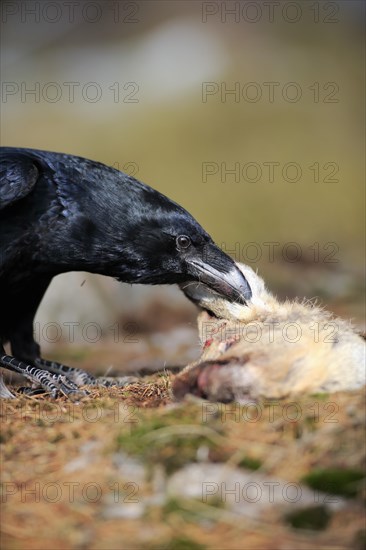 Common raven