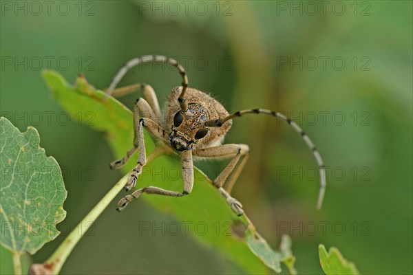 Large poplar buck