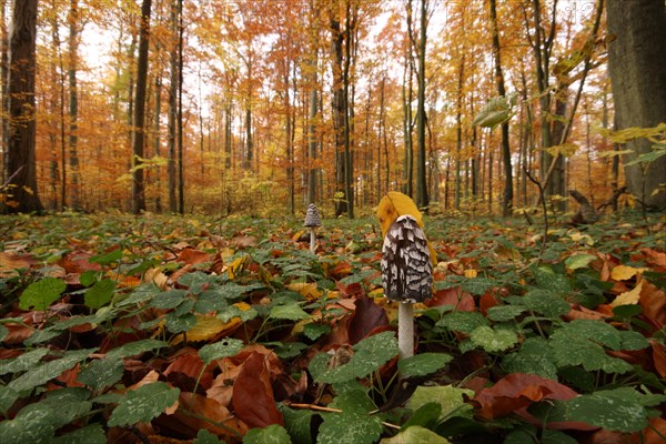 Elster ink cap