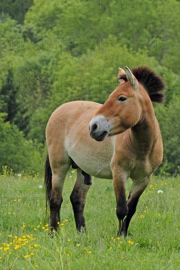 Przewalski's horse