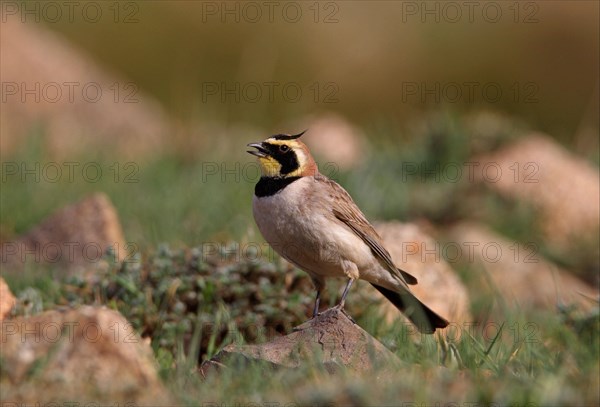 Shore Lark