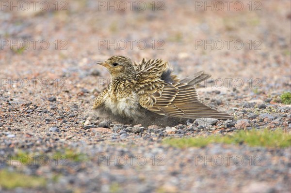 Eurasian skylark