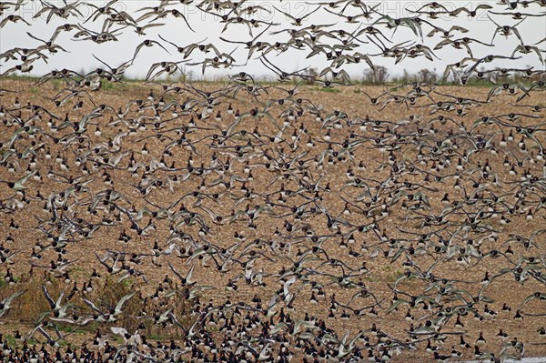 Eurasian Oystercatcher