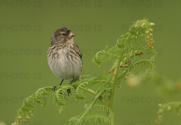 Twite