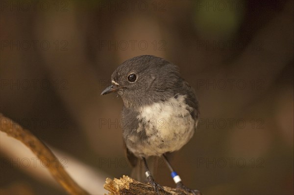 Long-legged Robin