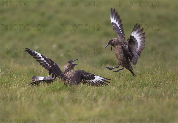 Great Skua