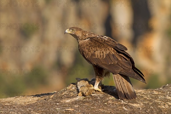 Bonelli's Eagle