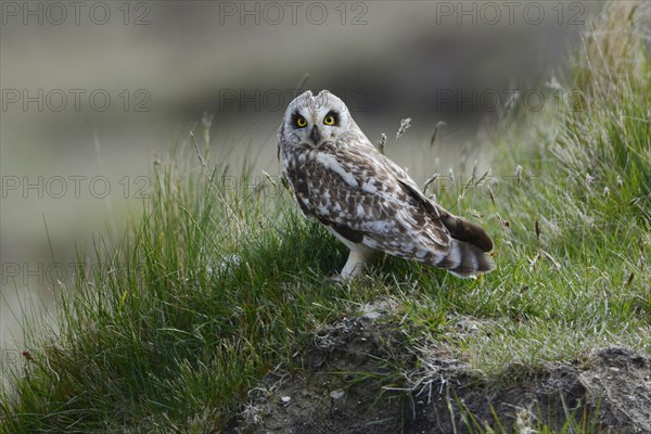 Short-eared short-eared owl