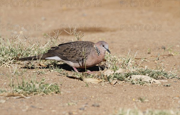 Spotted Dove