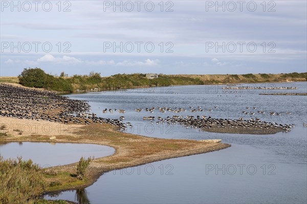 Looking north from the Sanctuary Hide at RSPB Snettisham towards the Shore Hide. Oystercatchers and greylag geese roosting on the autumn high tide