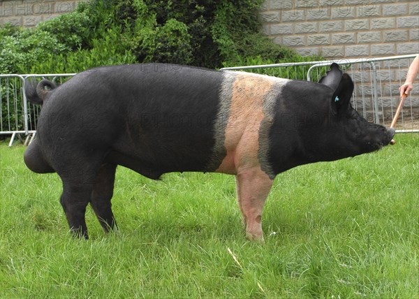 Domestic Pig