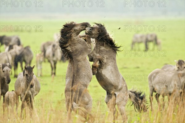 Konik domestic stallion